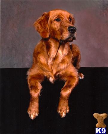 Studly Manor Dog Picture 3